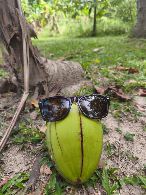 Sunglasses-wearing coconut spotted on ground in Thai village