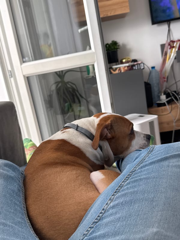 Dog rests with owner indoors in Sofia