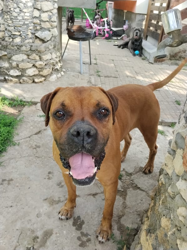 Large dogs play and rest in residential garden setting