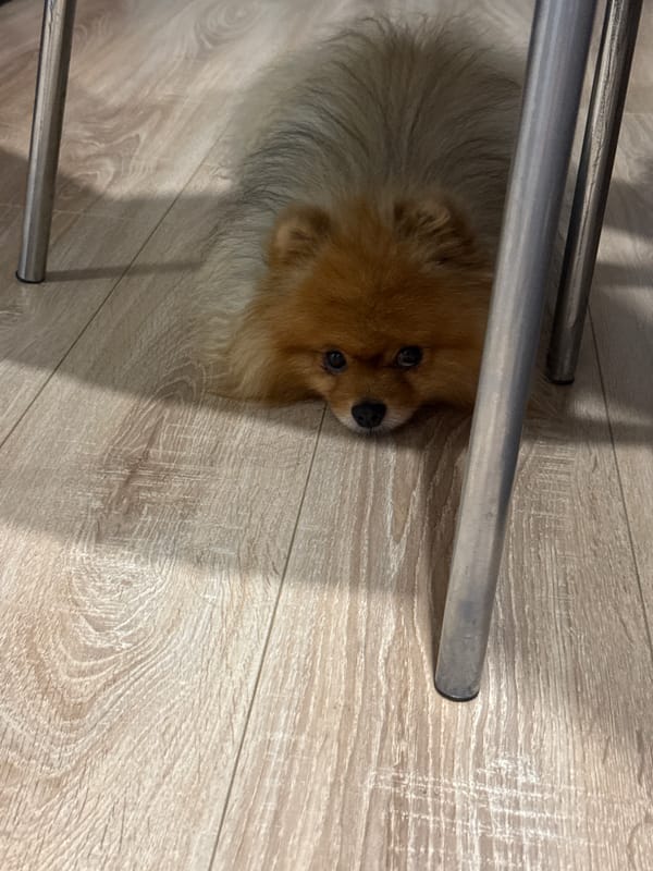 Pomeranian dog spotted resting under chair in Ufa
