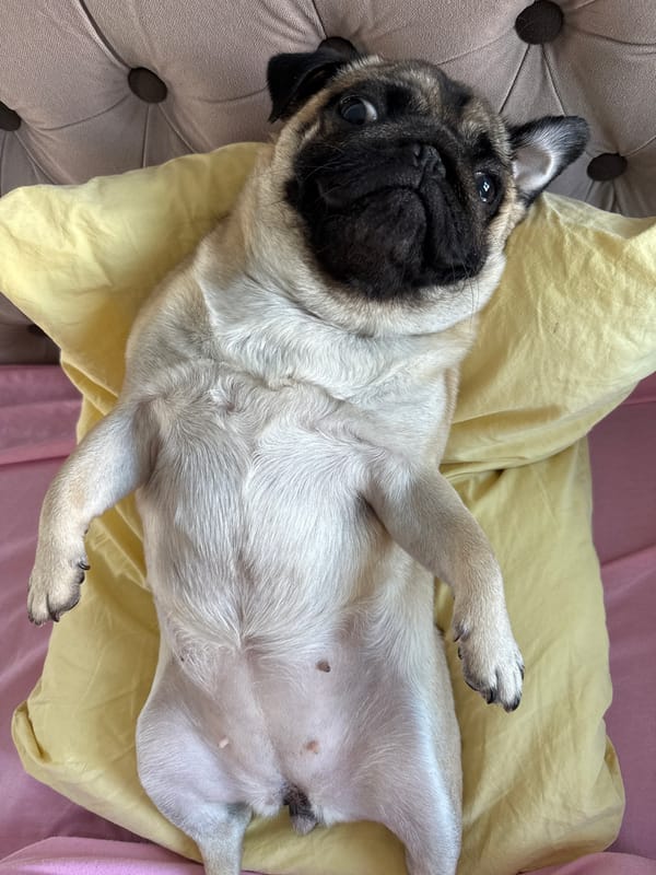 Pugs at rest on cozy beds and blankets