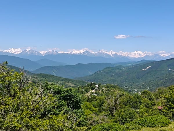 Sunny mountain landscape with wildflowers and an old gnarled tree