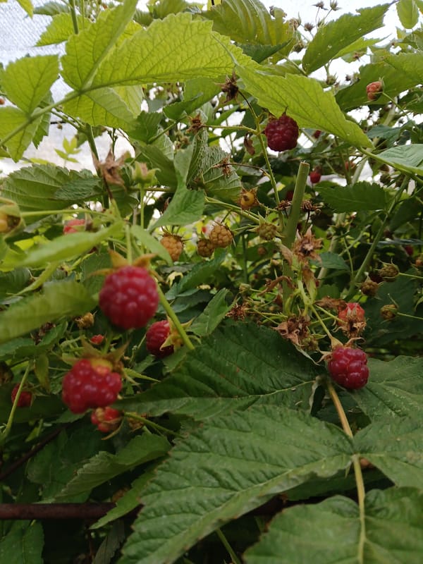 A Коктал garden in peak summer harvest