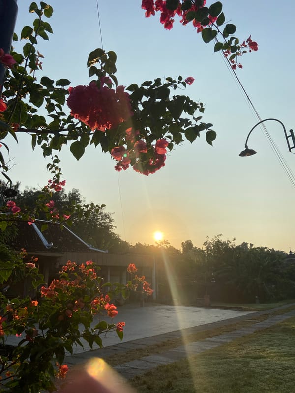 Sunrise in Pulokulon, bougainvillea blooming in the morning light