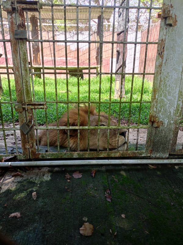 Lion rests in cage at Sironblang zoo facility