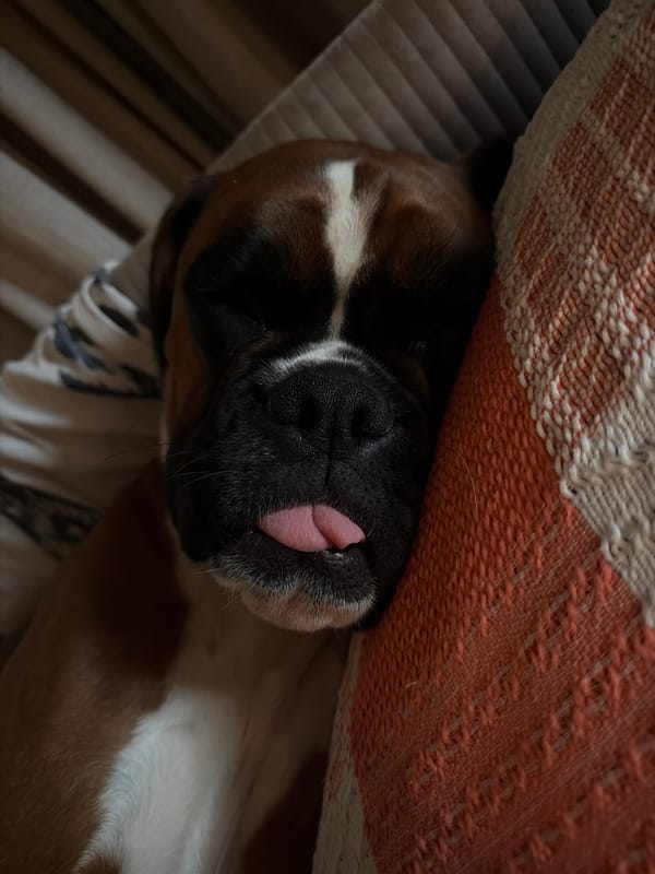 Boxer dog rests peacefully on blanket in Lissone home