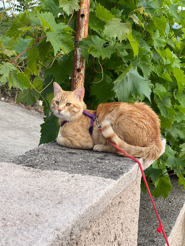 Harnessed orange cat spotted on concrete ledge in Podgorica
