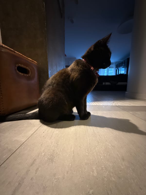 Black cat with collar spotted indoors in Minsk