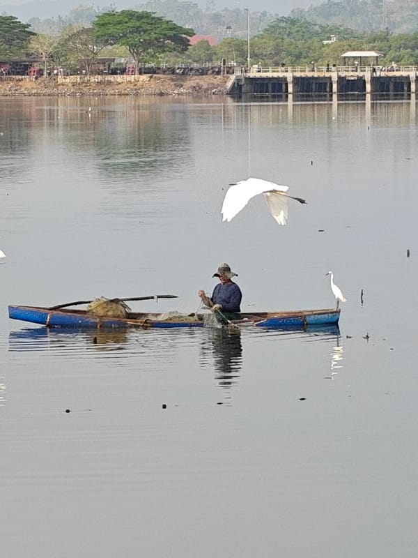White birds gather around fishing boats in Lhokseumawe waters