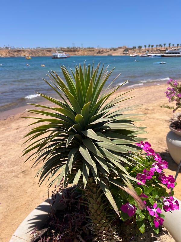 Beach resort life along Sharm El Sheikh's sunny coastline