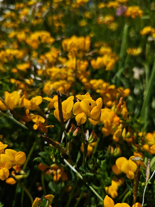 Summer wildflowers and mountain views in rural Ukeshi, Georgia