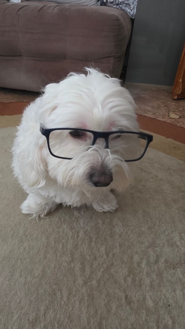 Pet owner documents costumed dog and guinea pig in Blagoevgrad home
