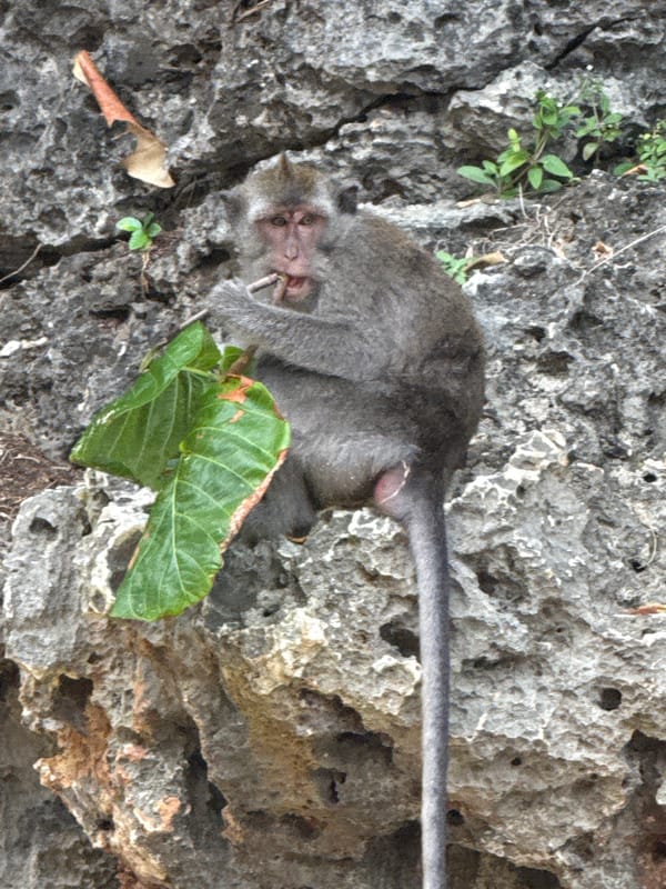 Monkeys rest on rocks in southern Bali Indonesia