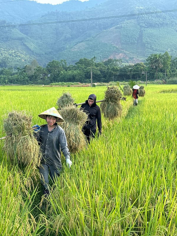 Rice harvest underway in Nghia Do paddies