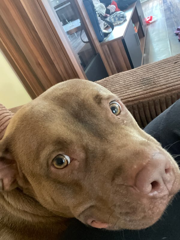 Pit bull mix relaxes at home in Malevo, Bulgaria