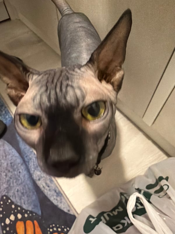 Sphynx cat and dachshund up close in Kaliningrad