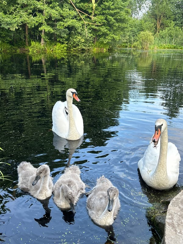 Mute Swan family with cygnets on a quiet pond