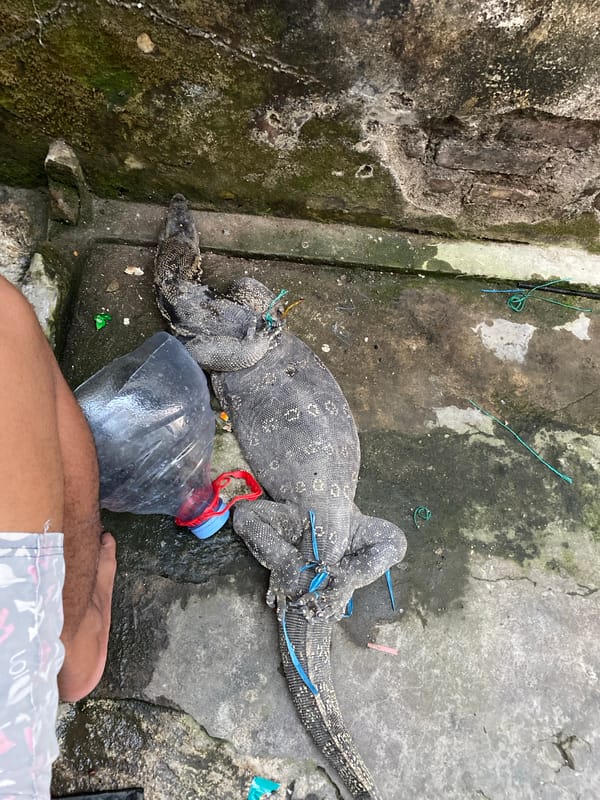 Bound monitor lizards on concrete in Madiun, Indonesia