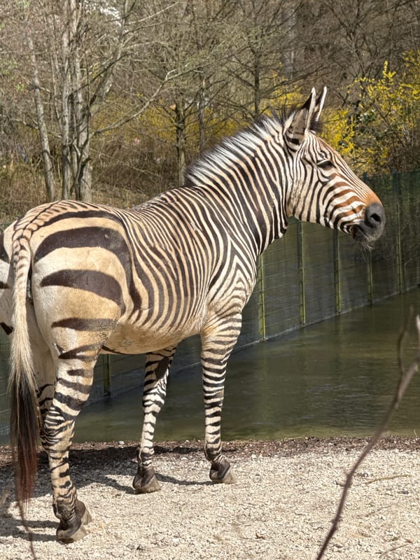 Animals active in enclosures at Munich's Hellabrunn Zoo