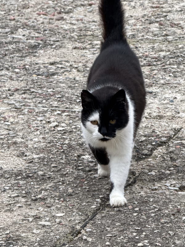 Black and white cat roams a rustic Lithuanian property