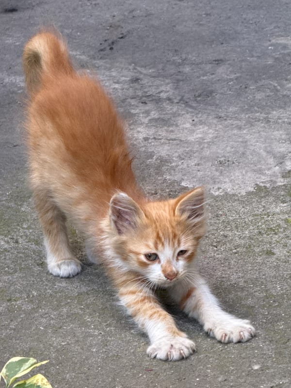 Kittens lounging and eating around an outdoor stone courtyard.