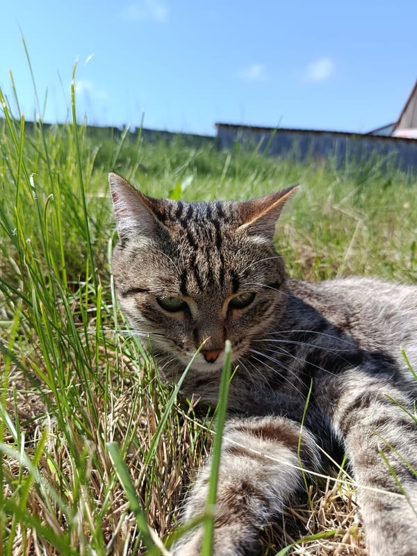Lazy summer morning in a backyard garden with a cat