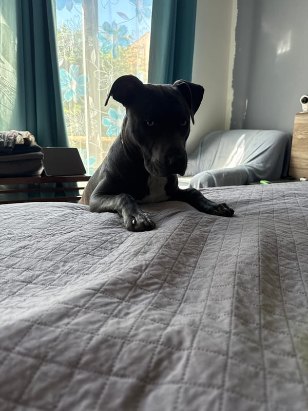 Dog plays indoors during early morning hours in Varna