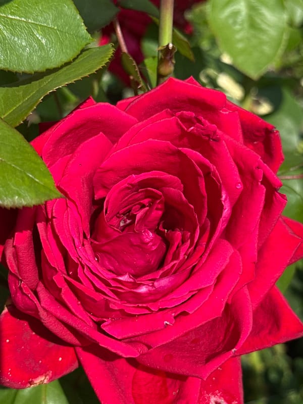 Summer garden in full swing, Votkinsk — flowers, fruit, and details