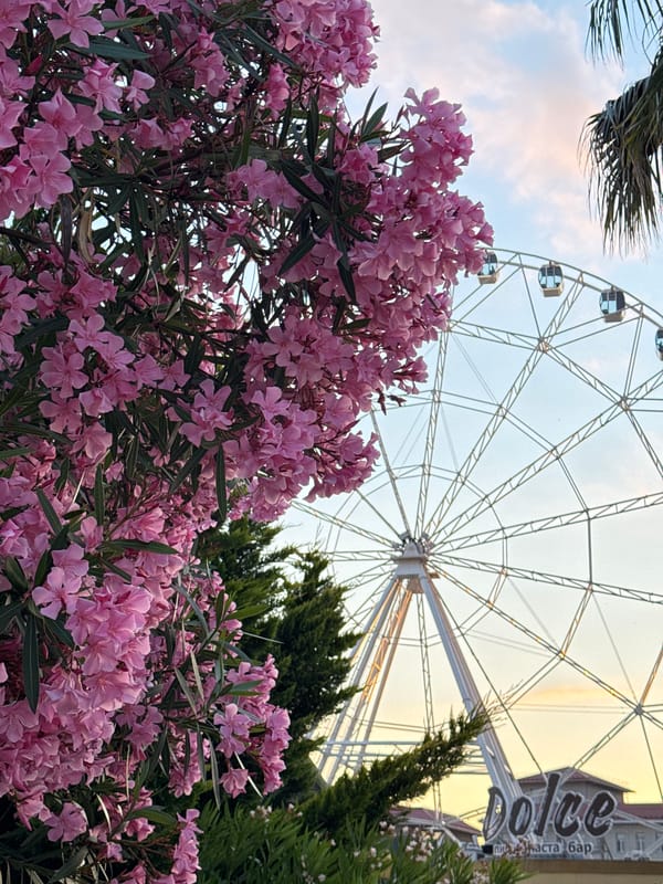 Ferris wheel, pink oleander, and sunset vibes in Sochi