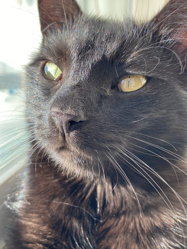 Cats soaking up sun, accepting treats, doing cat things