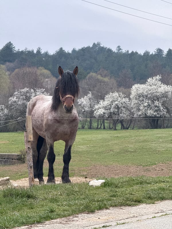 Grey horse spotted in field near Razlog, Bulgaria