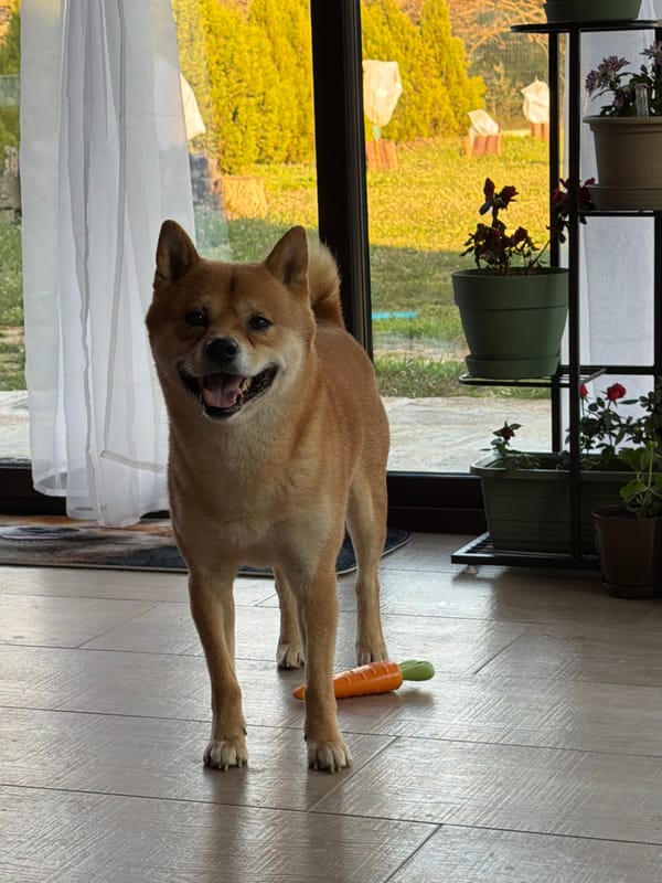 Shiba Inu enjoys playtime in Bulgarian countryside field