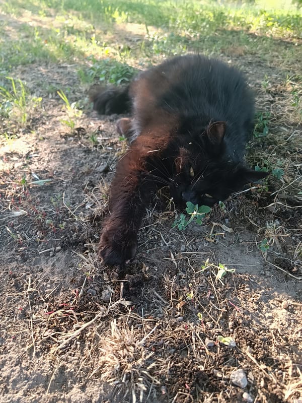 Black cat resting in the dirt, paw on clover