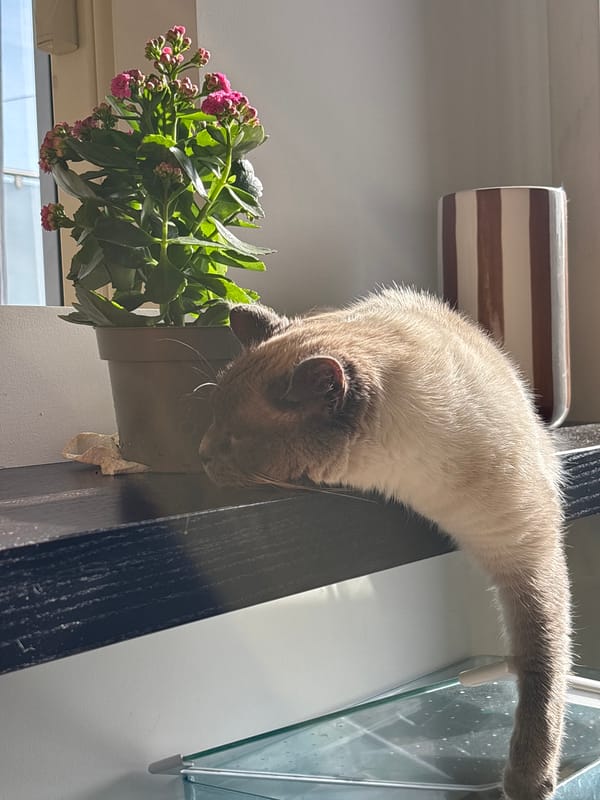 Curious cat investigates flowering plant from shelf in Antwerp