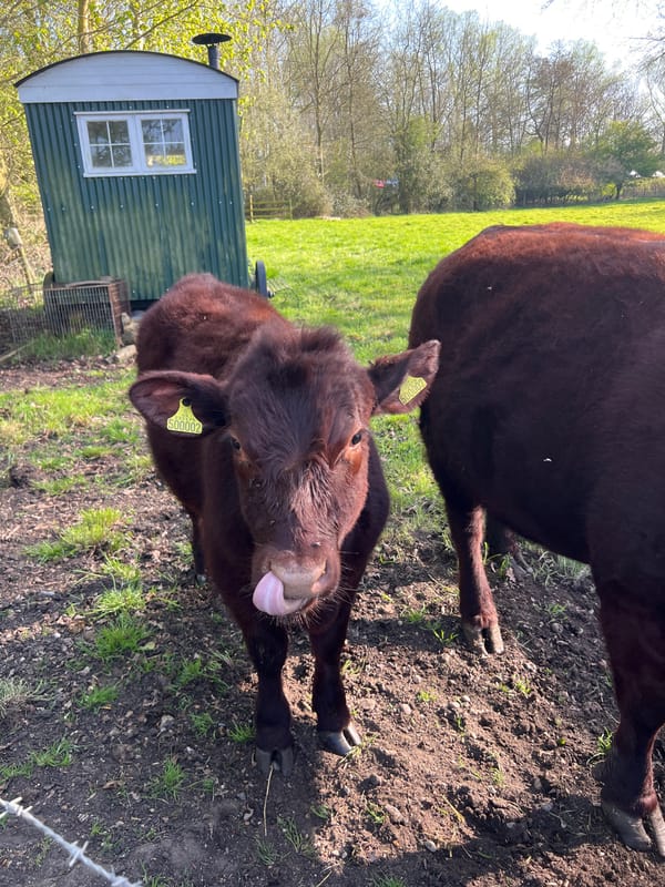 Cows spotted in South Norfolk field, one sticking tongue out