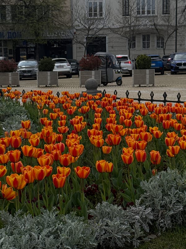 Spring afternoon scenes documented around Sofia's Tsar Liberator Monument