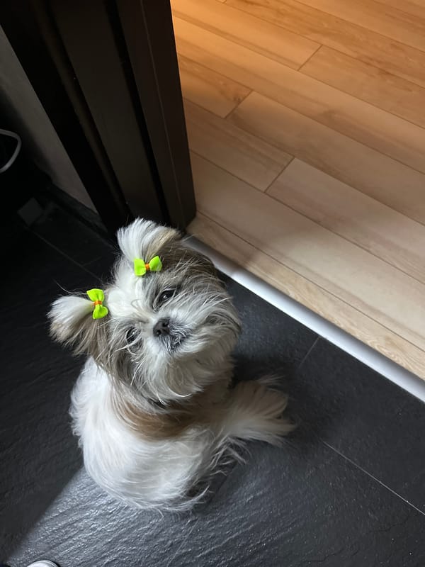 Small dog with green accessories rests on floor in Tbilisi