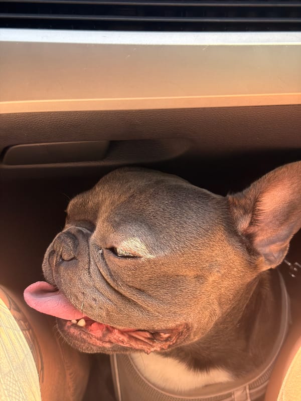 French bulldog's morning out in Ruse, Bulgaria