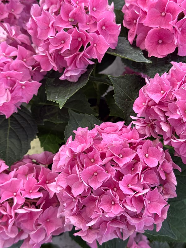 Yekaterinburg flower market stall, wall-to-wall blooms for sale