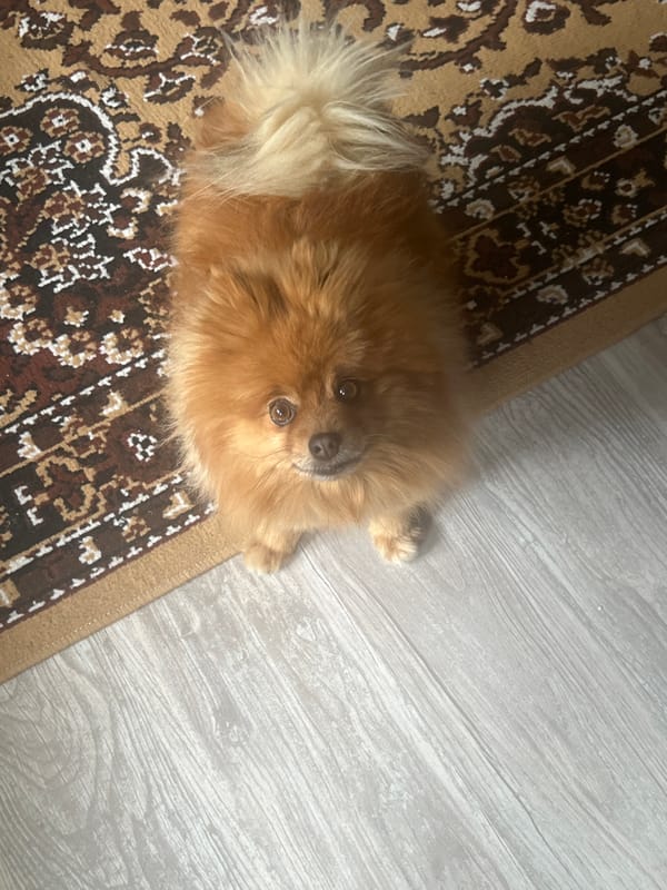 Pomeranian dog photographed at home in Asenovgrad, Bulgaria