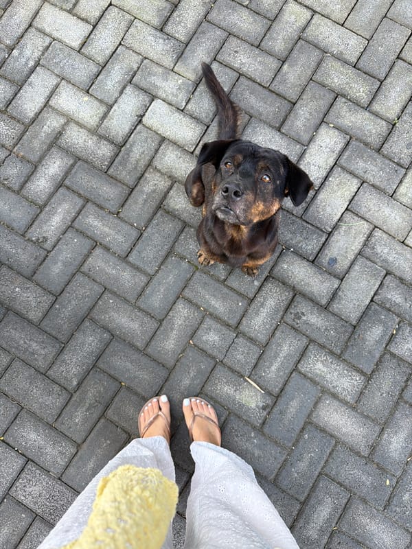 Animals gather in Kuta Selatan courtyards during morning hours