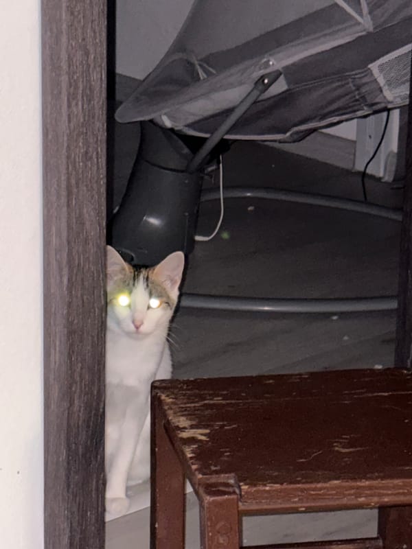 Pets winding down for the night in Plovdiv