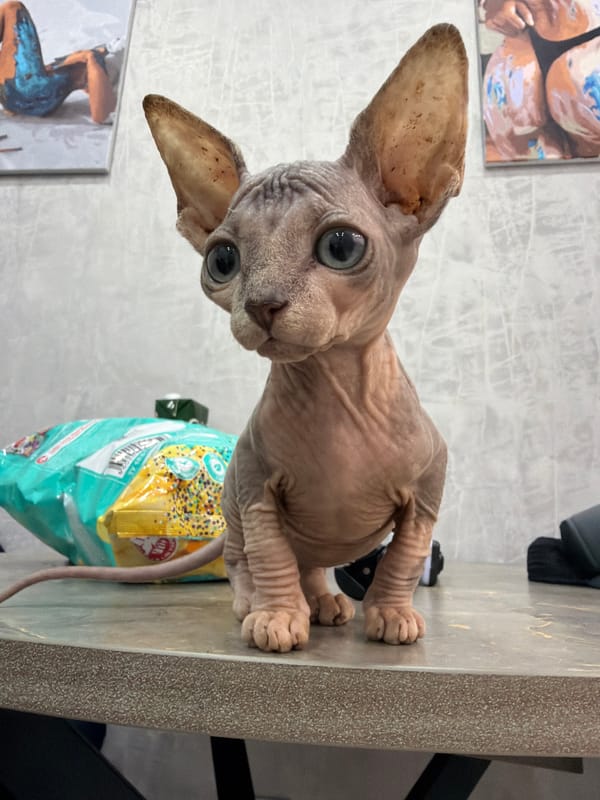 Sphynx kitten photographed from every angle in Elitnyi