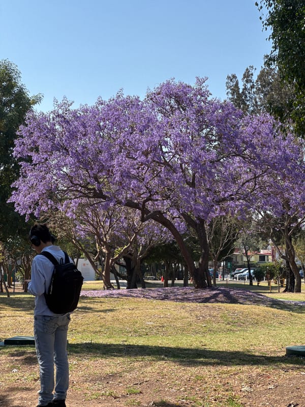 Person enjoys spring blooms under Jacaranda tree in Mexican park