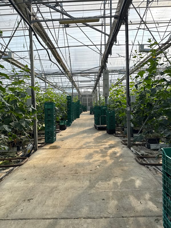 Commercial greenhouse operations captured in early morning Bulgaria