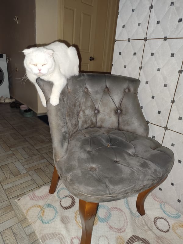 White cat spotted resting in Sarıyer home early morning
