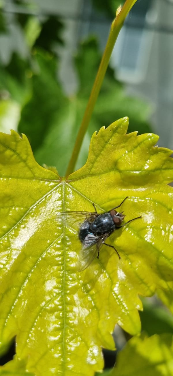 Nature observations documented in Ukrainian village over 90 minutes