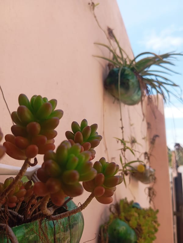 Urban garden scenes with plants and wildlife documented