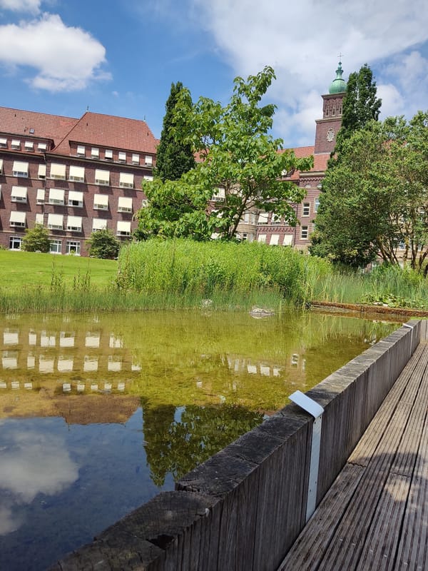 Pond, water lilies, and blooming roses at a Rheine garden