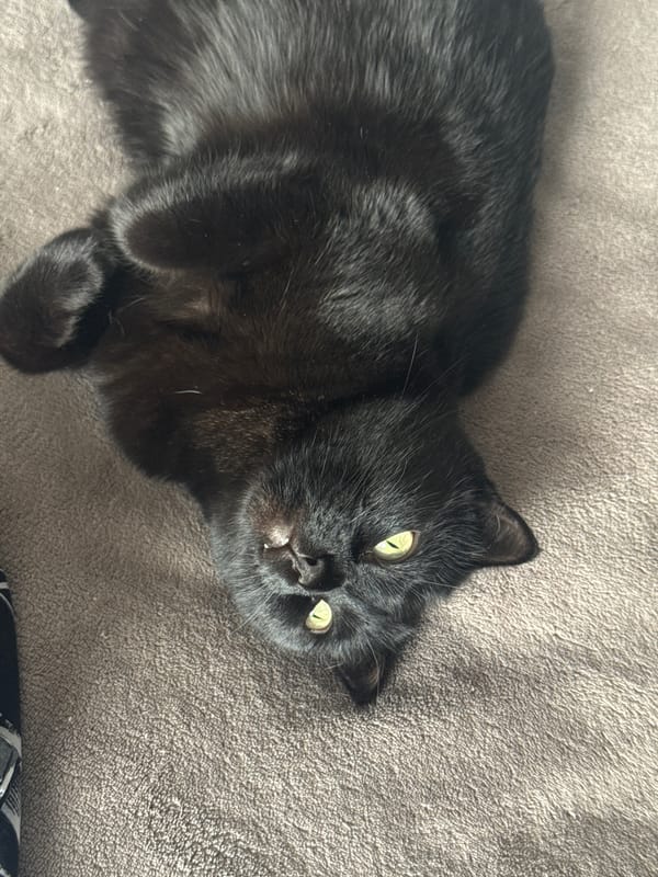 Black cat rests on gray surface in Krasnoyarsk